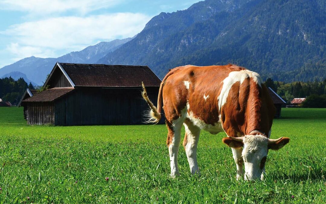 Tierhaltungskennzeichnungsgesetz: Verbändeallianz fordert Neustart