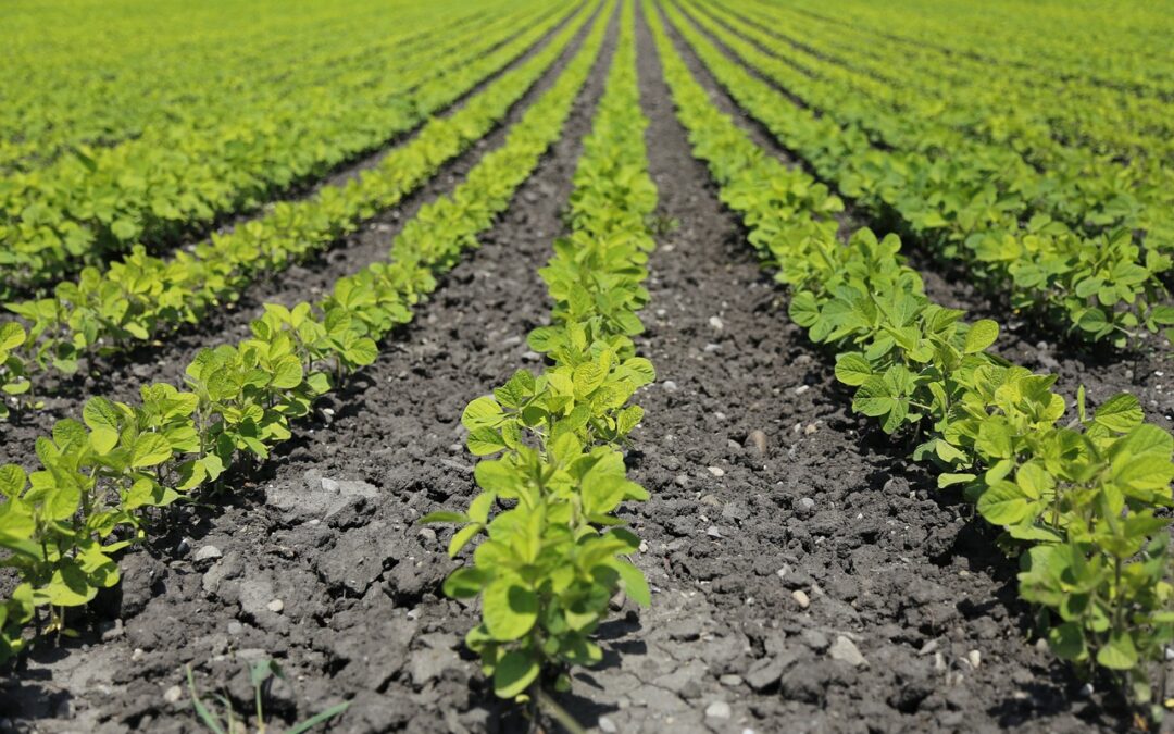 Thünen-Projektion zur Landwirtschaft 2034