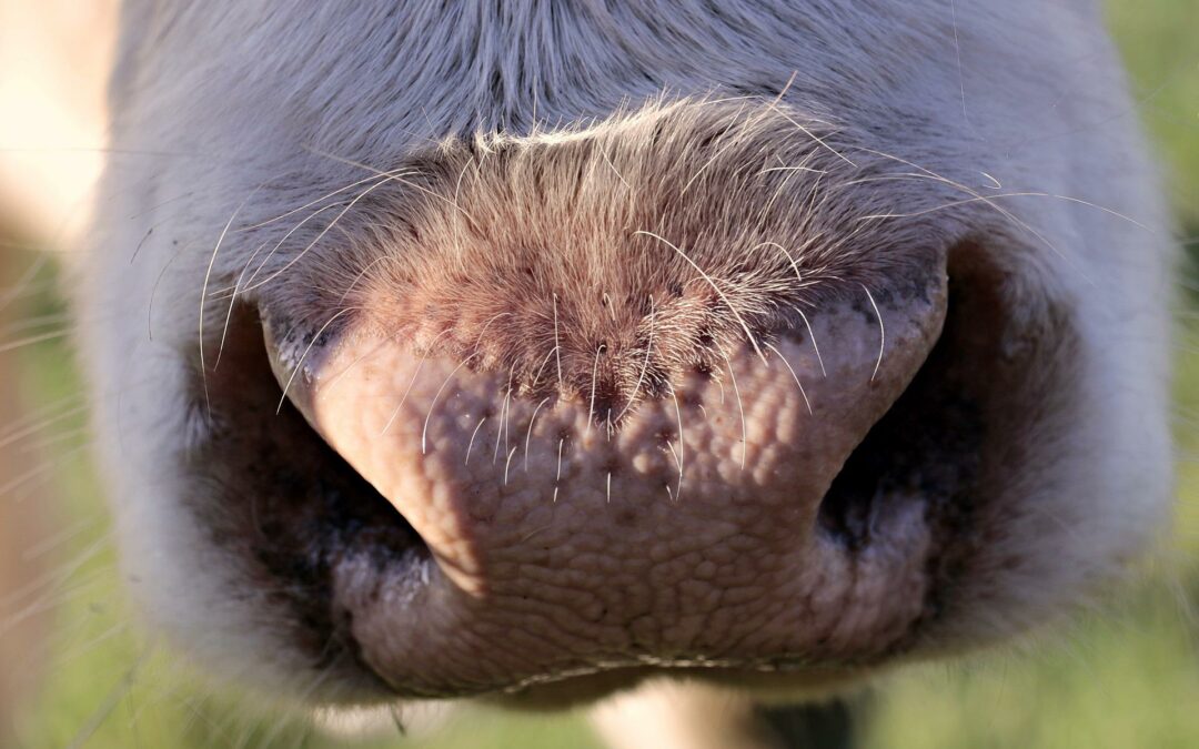 Kabinett beschließt Änderung des Tierarzneimittelgesetzes