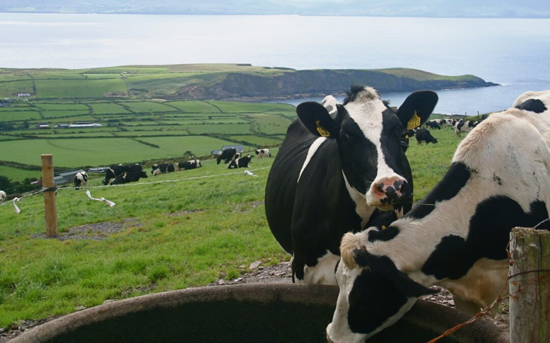 Irland: Landwirte müssen Stickstoffdüngereinsatz reduzieren