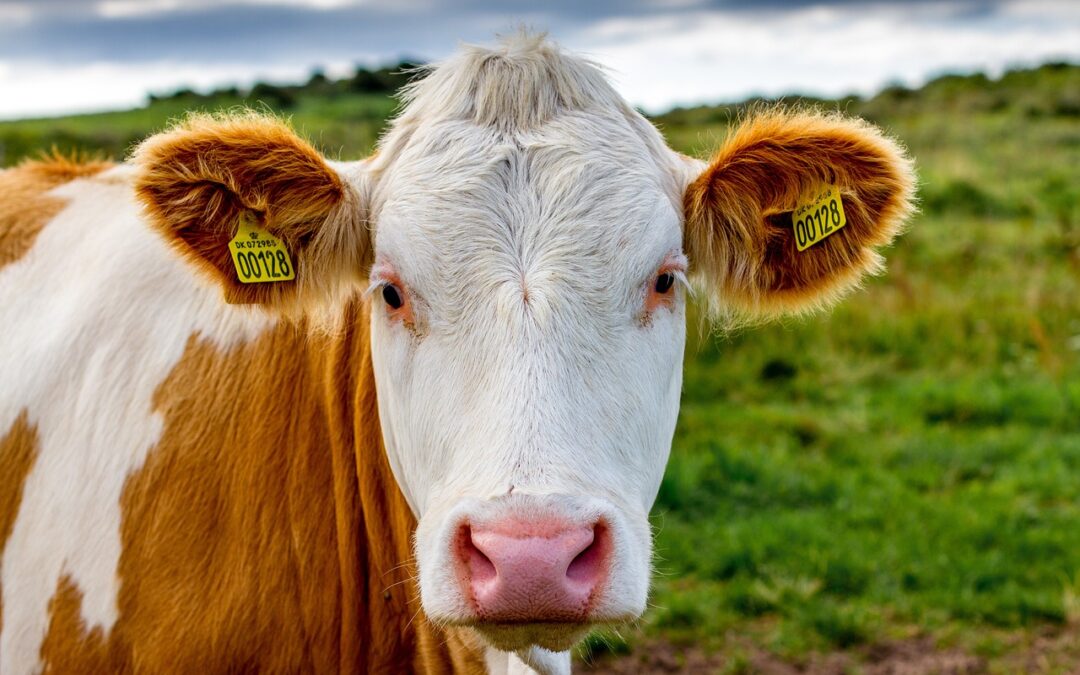 Dänemark: Biobetriebe in den roten Zahlen