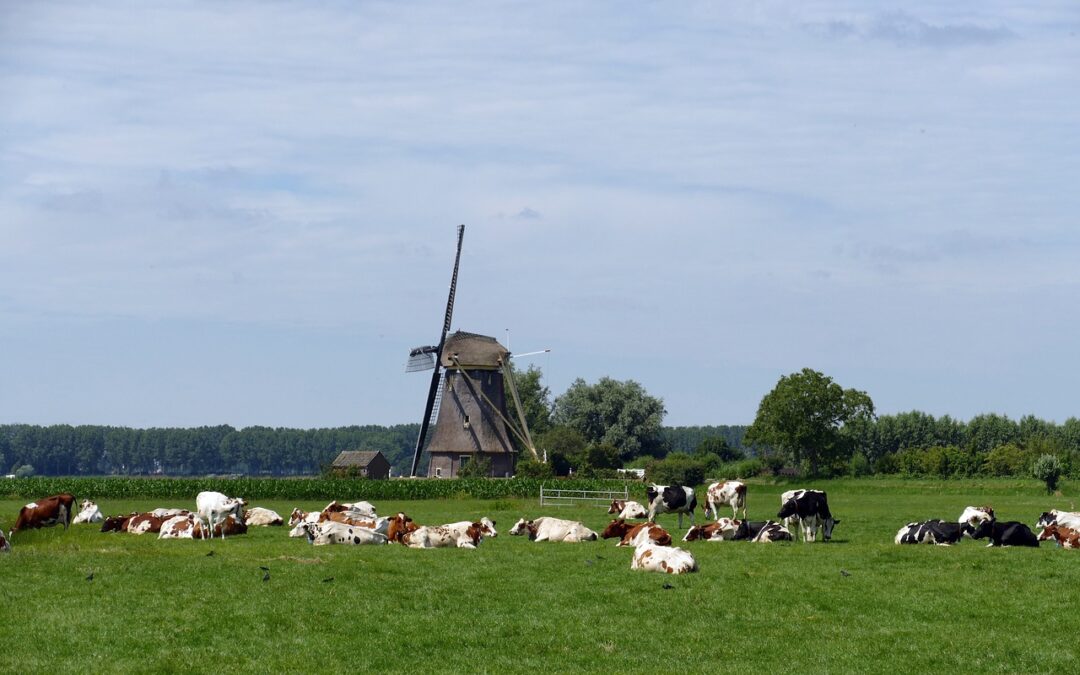 Viele Milchvieh- und Schweinehalter vor dem Ausstieg