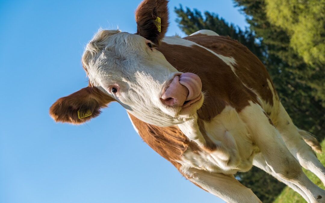 Gesunde Tiere gut für Klimaschutz