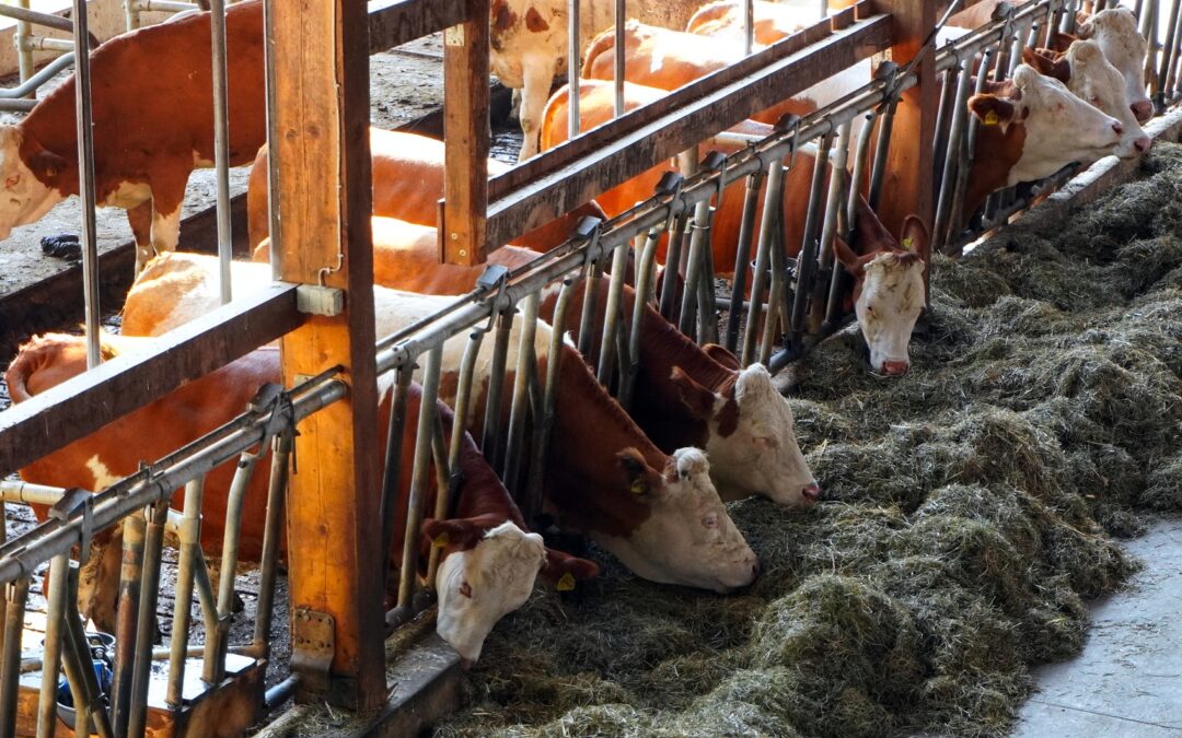 Tierschutznovelle: Ampel will Einigung bis Weihnachten