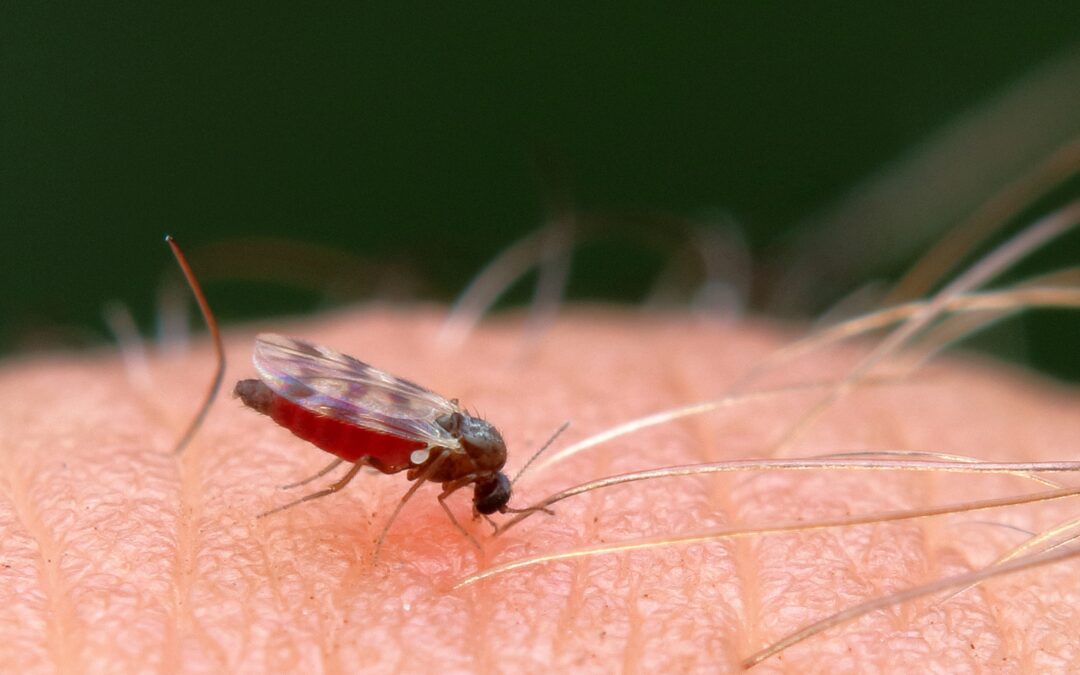Shamonda-Virus: Erstmals Mensch infiziert