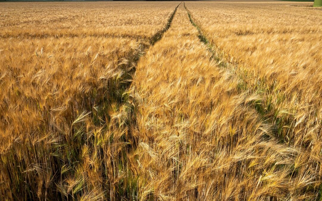 Ernährungssicherheit: Hierzulande besteht kein Risiko
