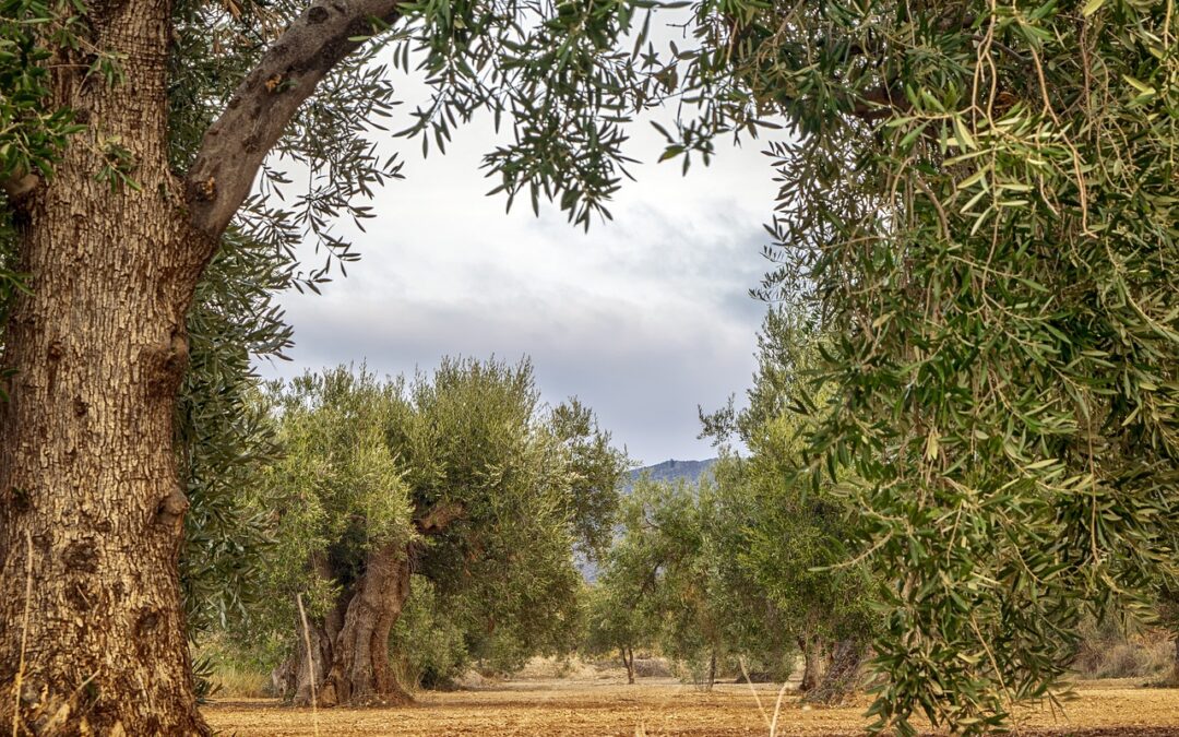 Spanien: Grundnahrungsmittel bleiben befreit