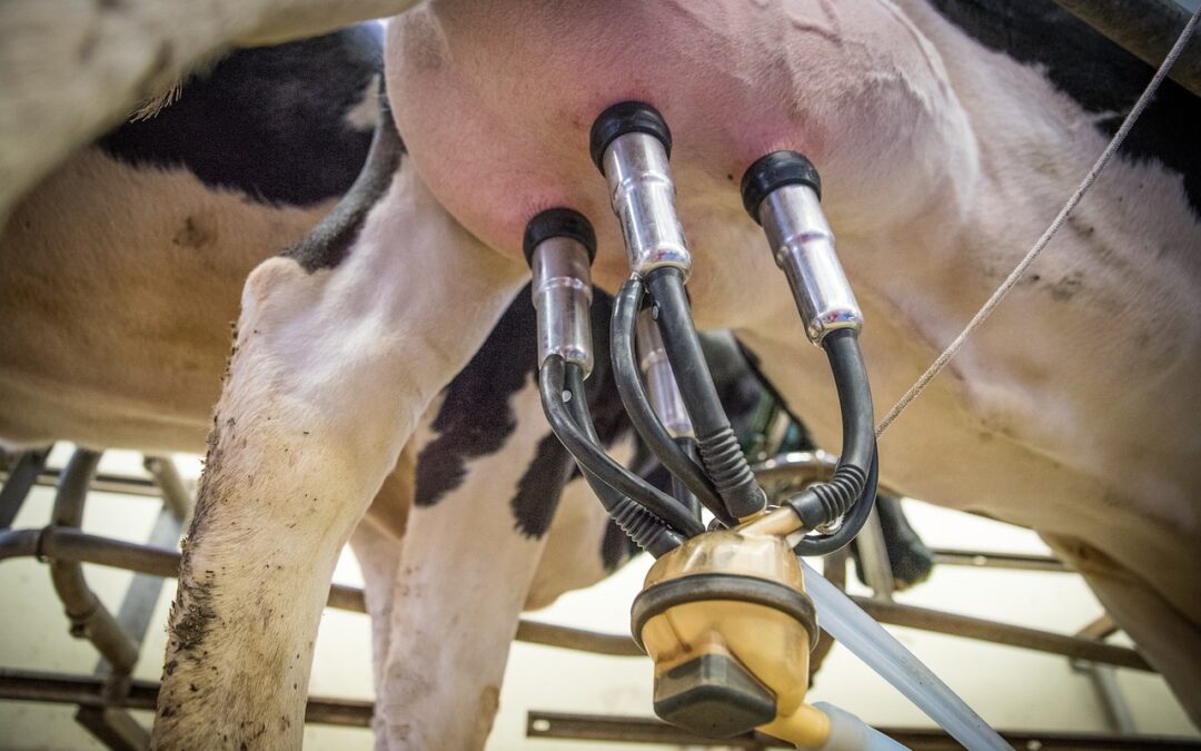 Mehrheit gegen Verschärfung der GMO