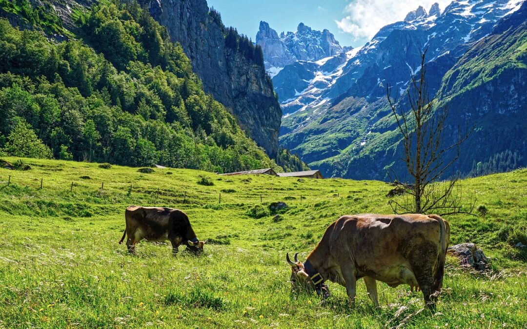 Geplantes Tierschutzgesetz – Aus für Alpentourismus droht