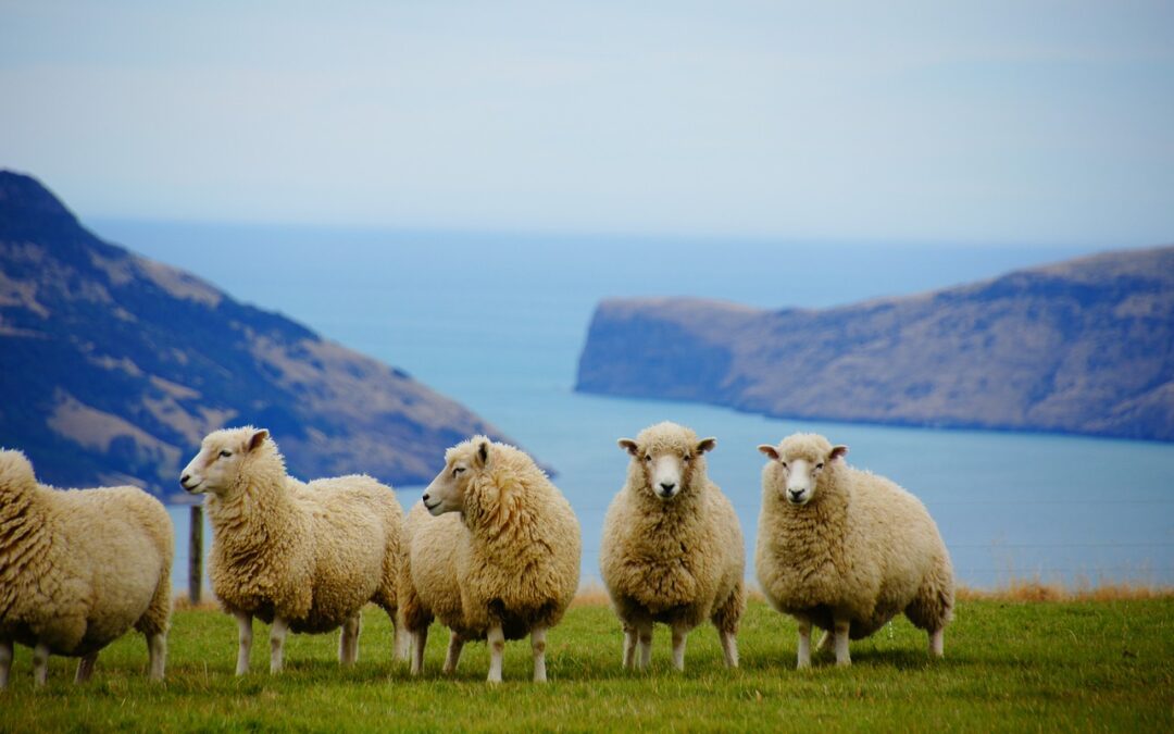 Neuseeland: Immer weniger Schafe und Rinder